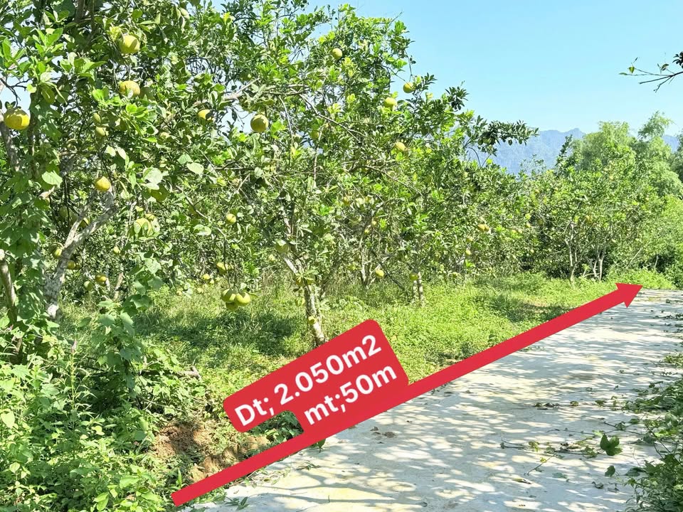 Đất nền Cố Nghĩa Lạc Thủy 2050m² chỉ 4.1 tỷ - View hồ tuyệt đẹp!