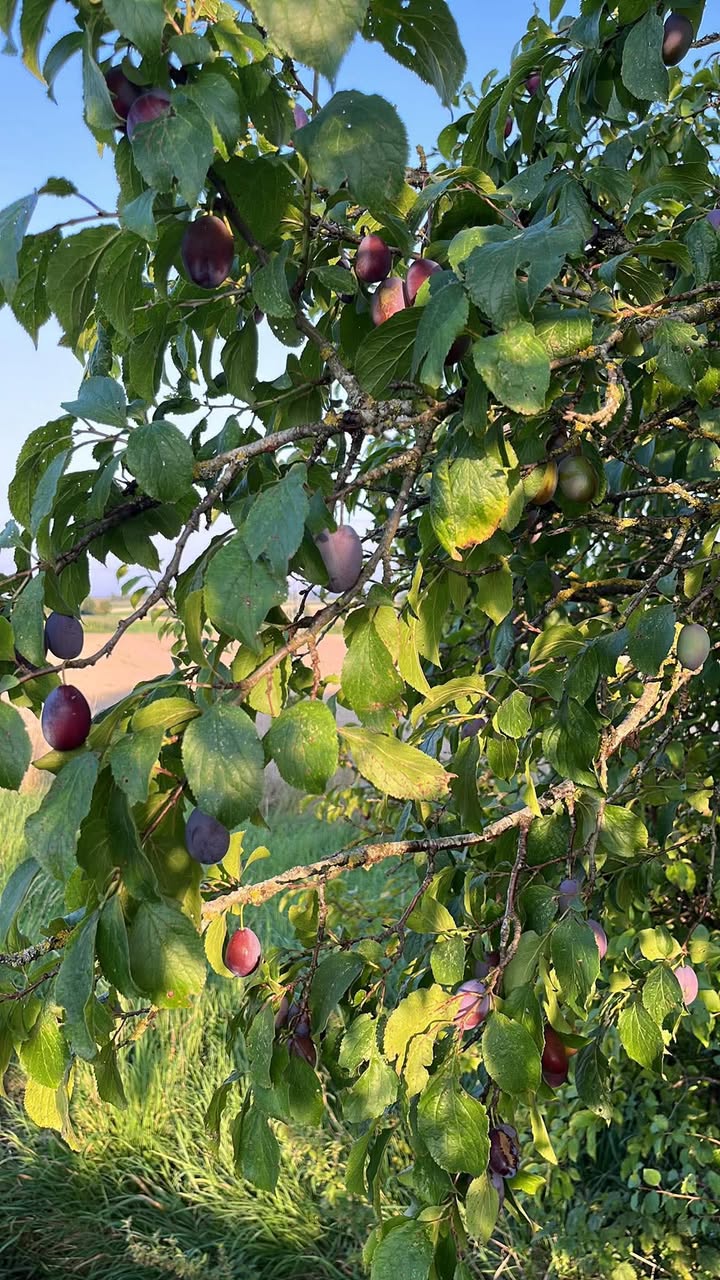 Đất nền Quỳnh Hồng 152m² giá 1.1 tỷ - Đầu tư sinh lời ngay!