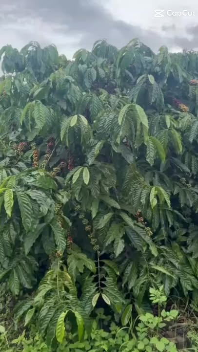 Đất nền Liên Hà Lâm Hà 3600m² giá 1.26 tỷ - Pháp lý rõ ràng, tiện ích đầy đủ!