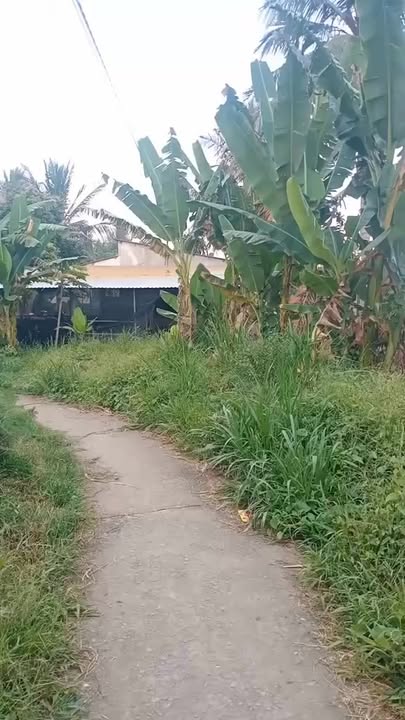 Đất vườn Dừa Sáp 927m² tại ấp Kênh Xáng, Vĩnh Long - Giá chỉ 300 triệu!