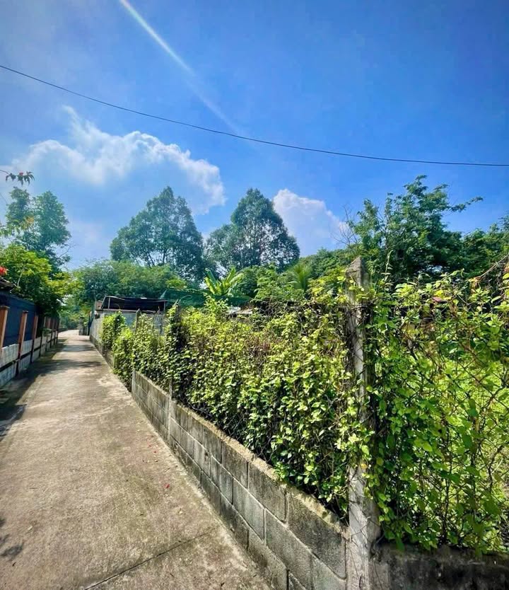 Đất nền Tân Thạnh Tây, Củ Chi 1245m² giá 3.2 tỷ - Đầu tư sinh lời ngay!