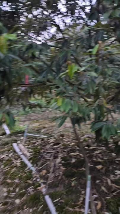 Đất nền xã Hội Xuân, Cai Lậy 11.000m² giá 700 triệu - Cơ hội đầu tư hấp dẫn!