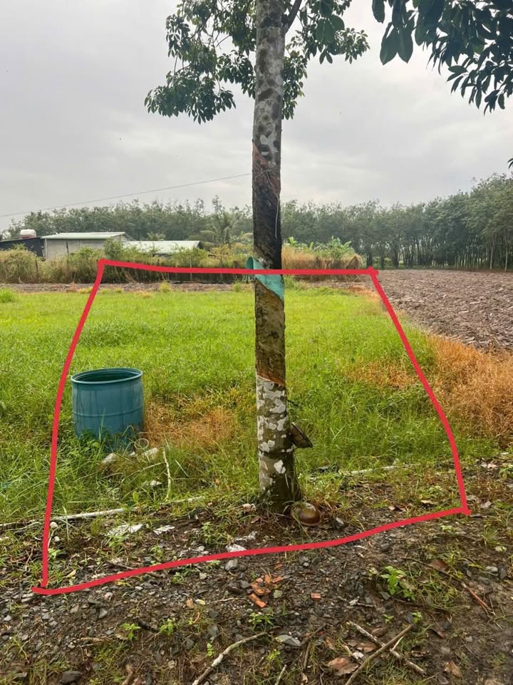 Đất thổ cư Tây Ninh 120m² giá chỉ 450 triệu - Cơ hội đầu tư tuyệt vời!