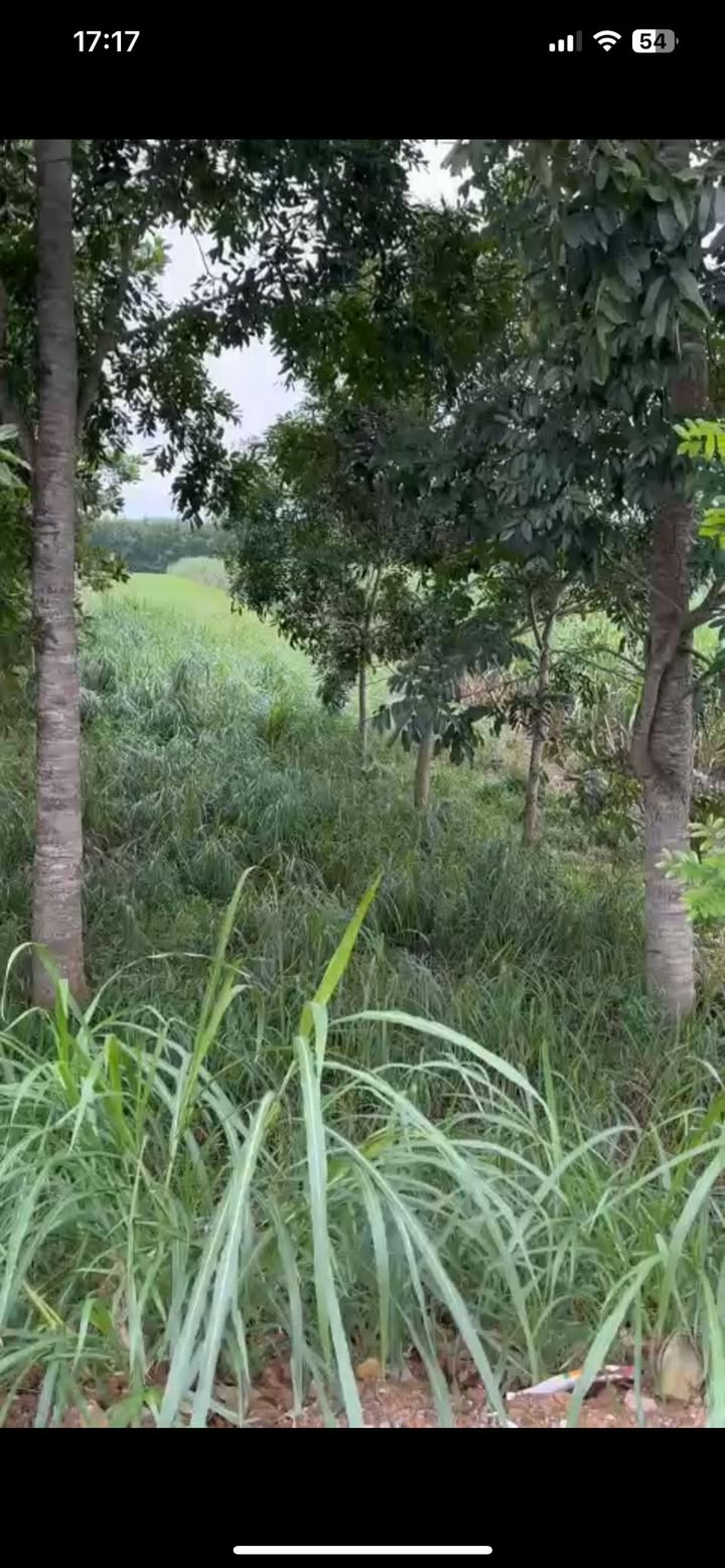 Đất nền Cẩm Vân 150m² giá 800 triệu - Cần bán gấp!