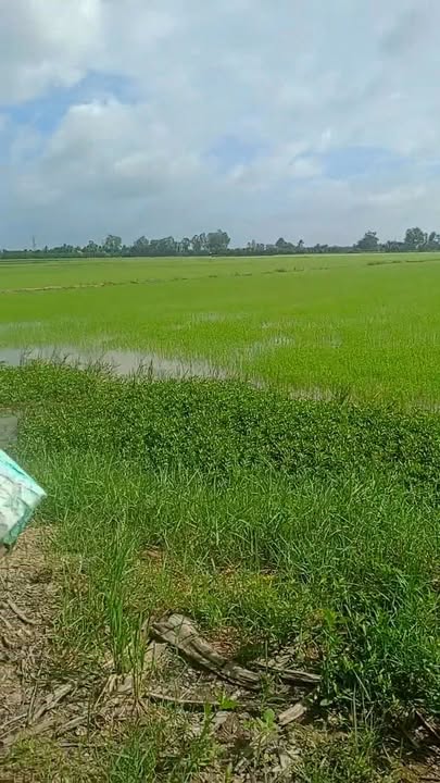 Đất nông nghiệp 5,1 công tại xã Song Phú, Vĩnh Long - Giá chỉ 210 triệu