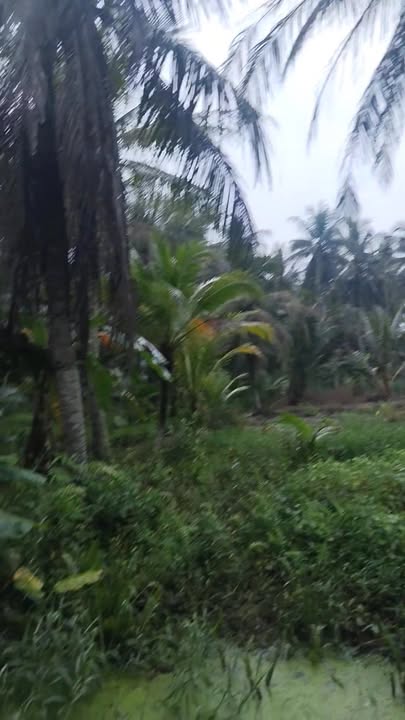 Đất thổ cư 986m² tại Phong Nẫm, Giồng Trôm, Bến Tre - Giá chỉ 500 triệu!