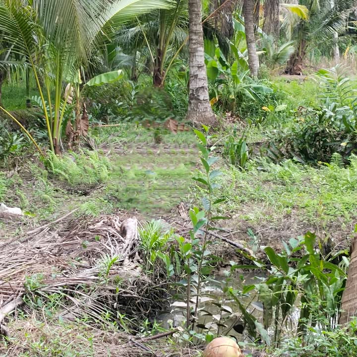 Đất nền Phong Nẫm, Giồng Trôm, Bến Tre 986m² - Đầu tư sinh lời hấp dẫn!