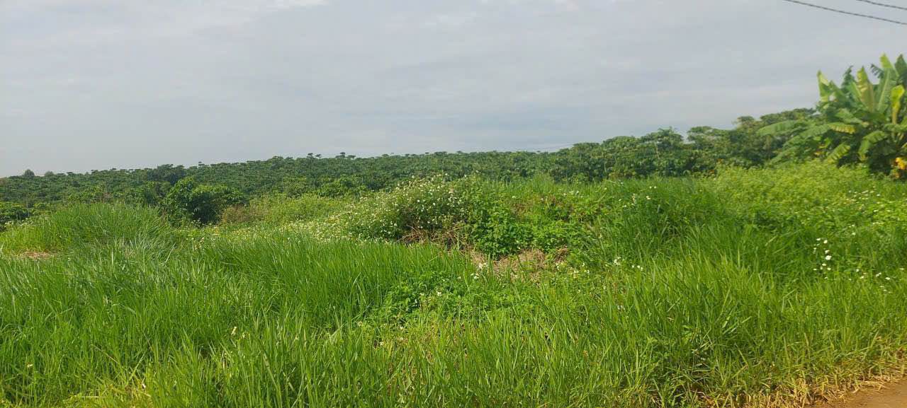 Đất thổ cư hẻm 266 Đoàn Thị Điểm, Bảo Lộc 600m² giá 1.4 tỷ - Vị trí đắc địa cho đầu tư!