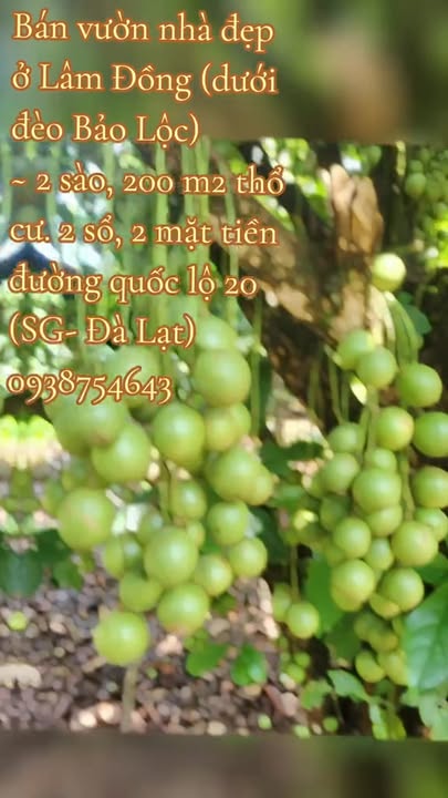 Bán lô nhà vườn đẹp Đạ M'Ri, Lâm Đồng 2000m² - Mặt tiền QL20, giá 7.7 tỷ!