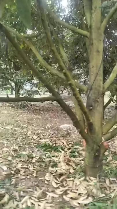 Đất sổ xanh 4500m² Tân Phú, Đồng Nai - Gần 60 cây sầu riêng đang thu hoạch!