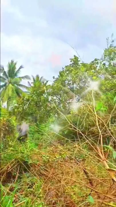 Đất nền Định Quán 80m² giá 485 triệu - Nằm trong khu dân cư đông đúc!