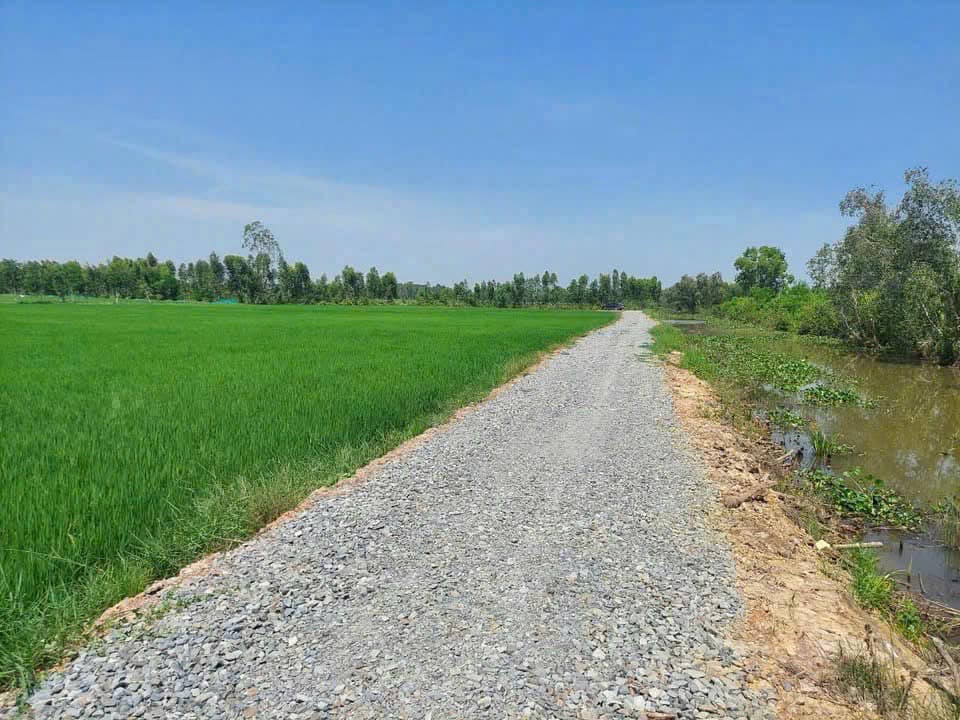 Đất nền 2400m² tại xã Mỹ Thạnh Đông, Đức Huệ - Giá chỉ 300 triệu - Cơ hội đầu tư tuyệt vời!