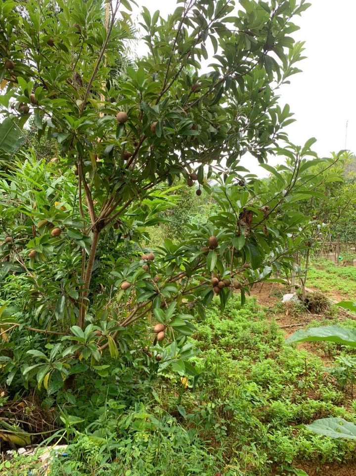 Đất thổ cư thôn 7 xã Kim Phú 90m² giá thỏa thuận - Mặt đường kinh doanh tốt!