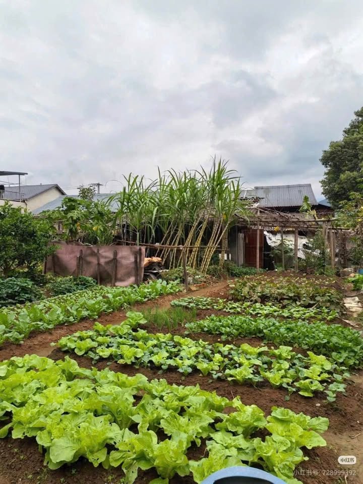 Đất trồng cây 280m² tại Yên Mỹ, xã Thanh Trì, 600 triệu - Sổ đỏ chính chủ!