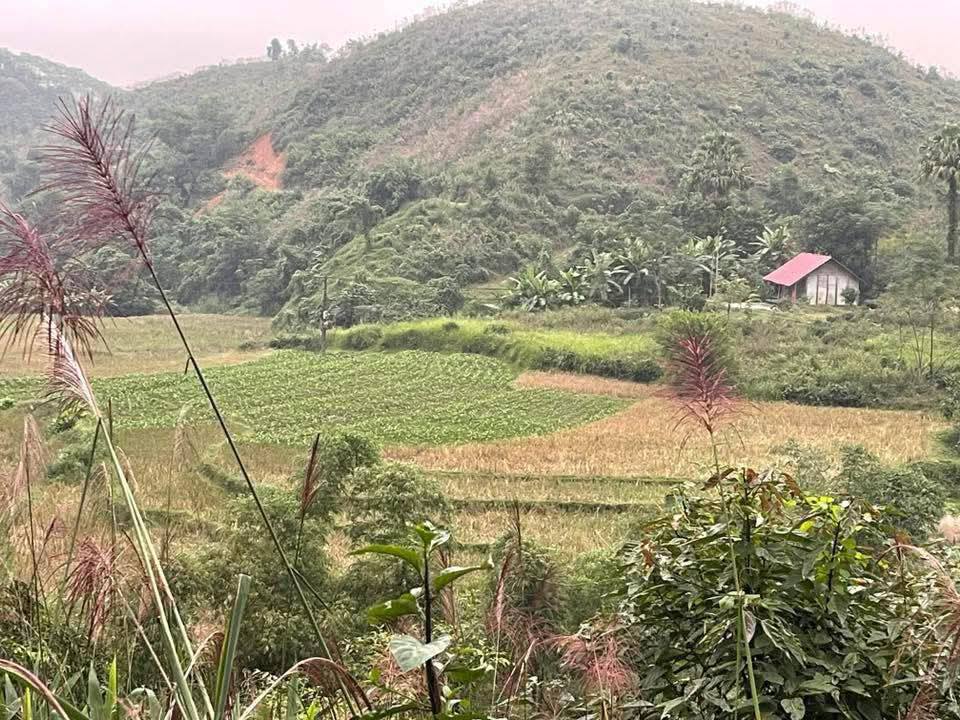 Đất Farm 2ha tại xã Tam Thanh, Phú Thọ - Giá siêu đẹp, cơ hội đầu tư không thể bỏ qua!