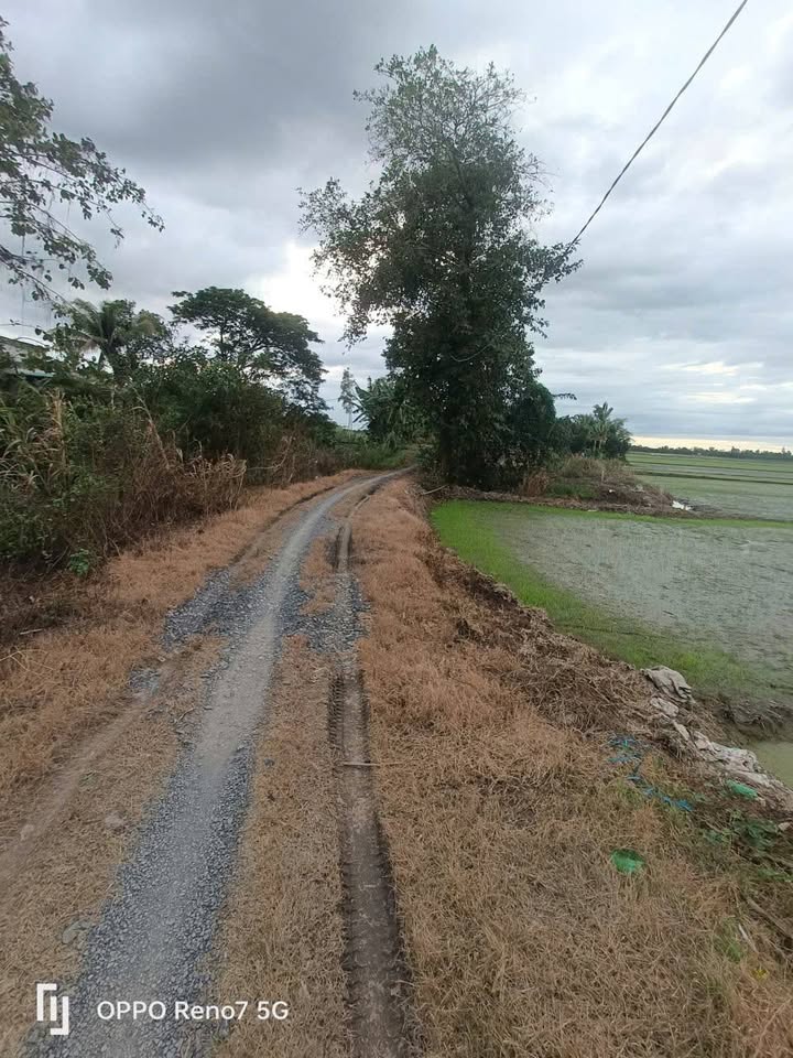 Đất nông nghiệp Phương Trà, Cao Lãnh 8000m² - Mặt tiền rộng, vị trí đẹp gần siêu thị!