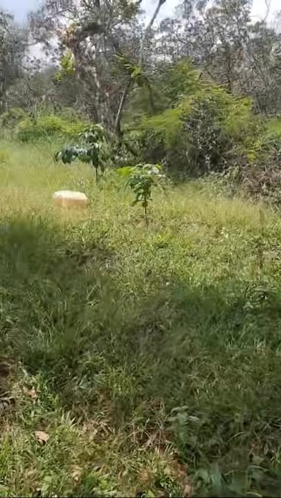 Đất nền Thọ Sơn Bù Đăng 10.000m² giá 800 triệu - Cơ hội đầu tư hấp dẫn!