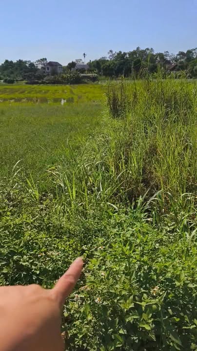 Đất nền mặt tiền 14m tại xã Lan Giới, huyện Tân Yên, diện tích 244m² - Cơ hội đầu tư hấp dẫn!