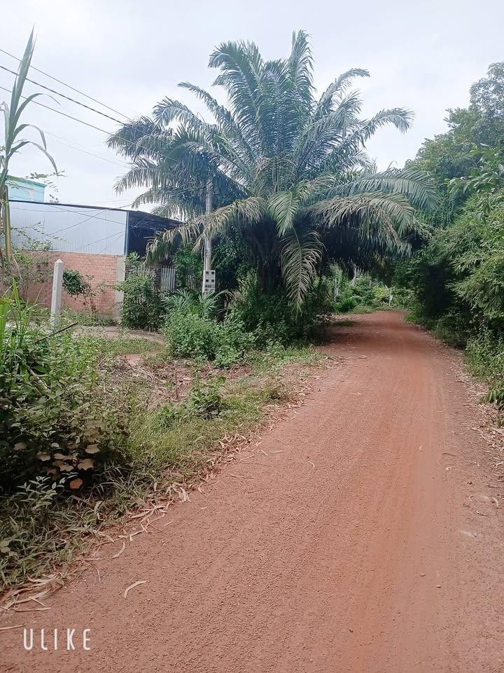 Đất thổ cư 900m² tại xã Phan, Dương Minh Châu chỉ 700 triệu - Sổ đỏ chính chủ!