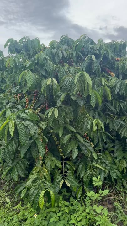 Đất nền Liên Hà, Lâm Đồng 54.000m² giá 4.725 tỷ - Sổ đỏ chính chủ, đầu tư sinh lời!