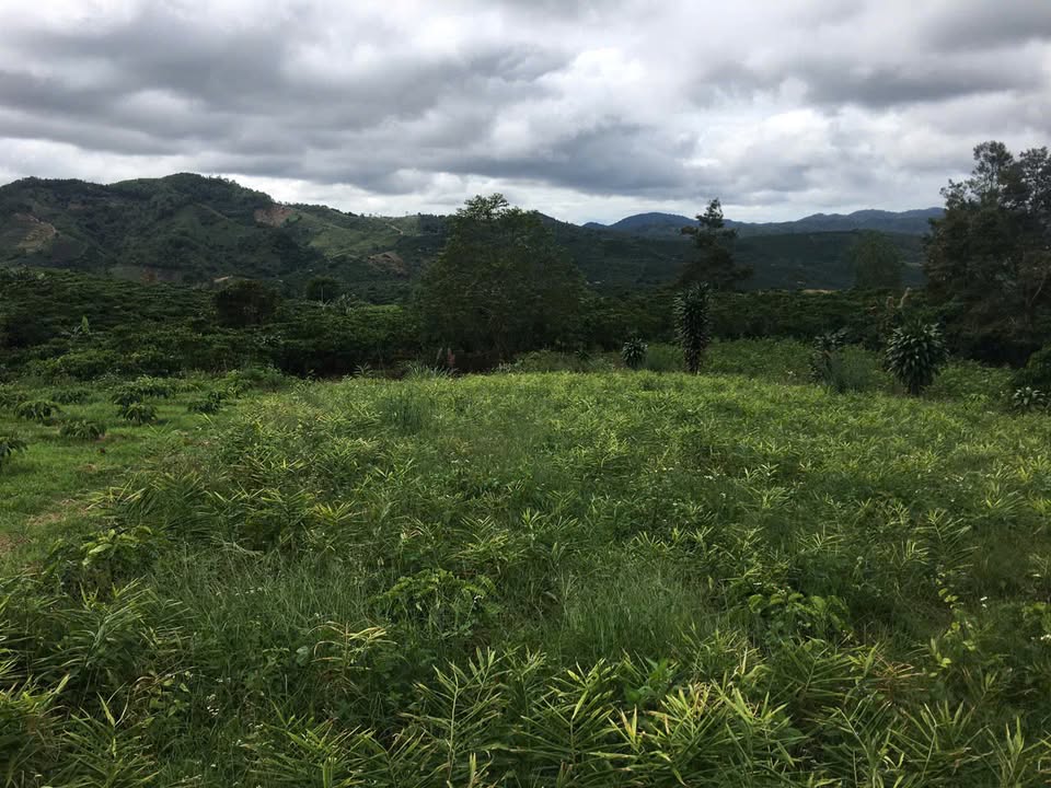 Đất nông nghiệp 2.3 sào Thôn 3 - Lộc Tân chỉ 1.426 tỷ - Cơ hội đầu tư tuyệt vời!