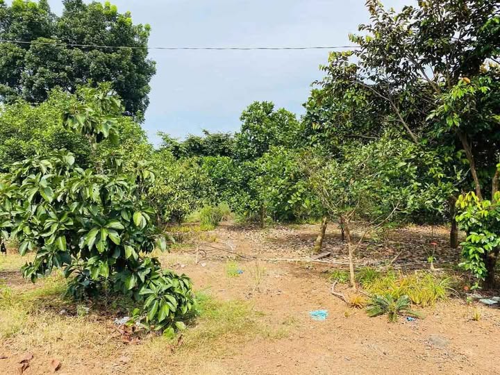 Đất vườn trái cây Trảng Bom 4700m² giá 4.6 tỷ - Cơ hội đầu tư tuyệt vời!