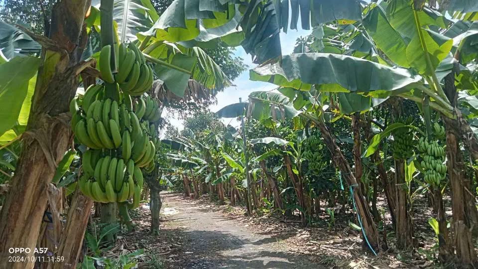 Đất sào Sông Trầu, Trảng Bom 7000m² giá 3.9 tỷ - Đầu tư sinh lời ngay!