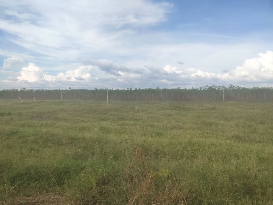 Đất nông nghiệp cho thuê tại Đăk Lăk - 100ha giá 85 triệu/năm - Đầu tư bền vững!