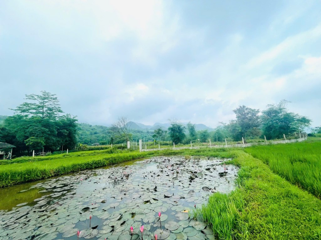 Nhà vườn 1.333m² tại Tân Lạc, Hòa Bình - View cánh đồng thơ mộng