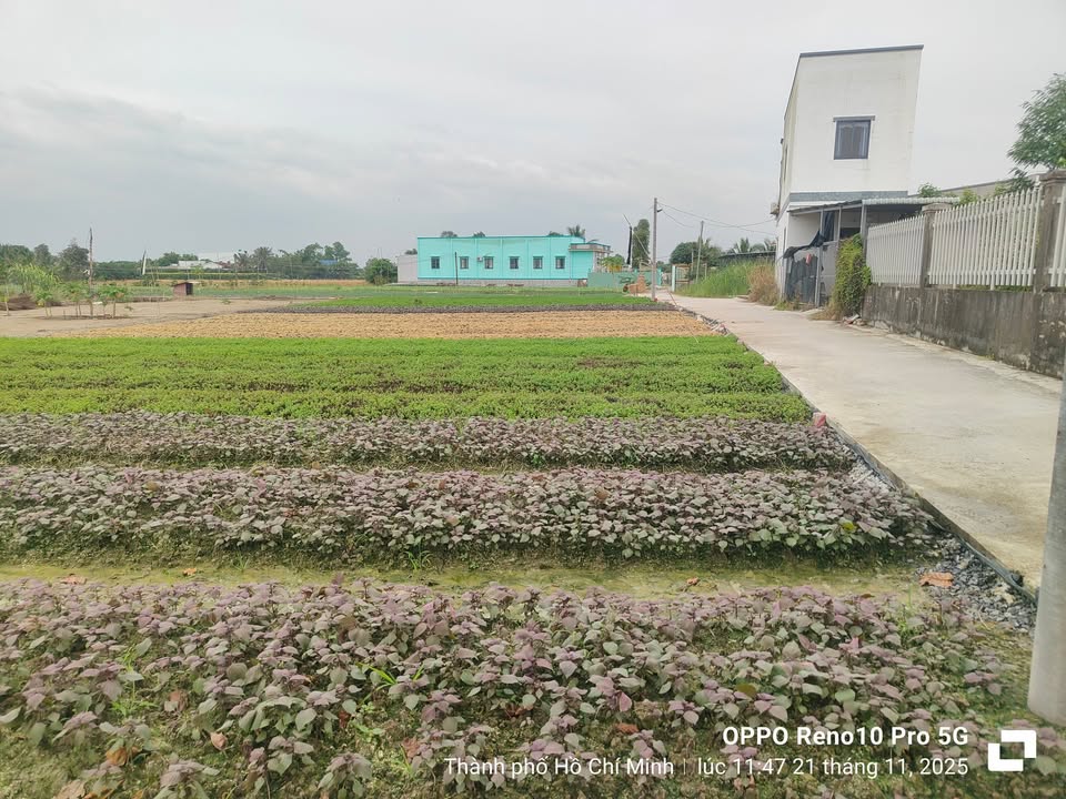 Đất thổ cư Mỹ Lộc, Cần Giuộc 138m² giá 945 triệu - Sổ đỏ chính chủ, xây dựng tự do!