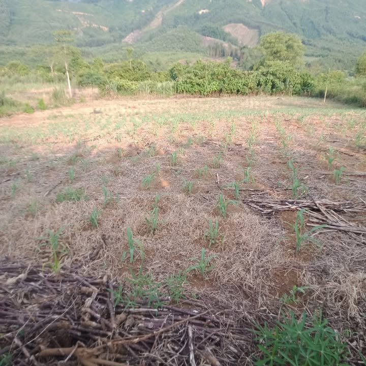 Đất vườn 5000m² xã Tú Lý, huyện Đà Bắc - Giá 750 triệu, sổ đỏ chính chủ!