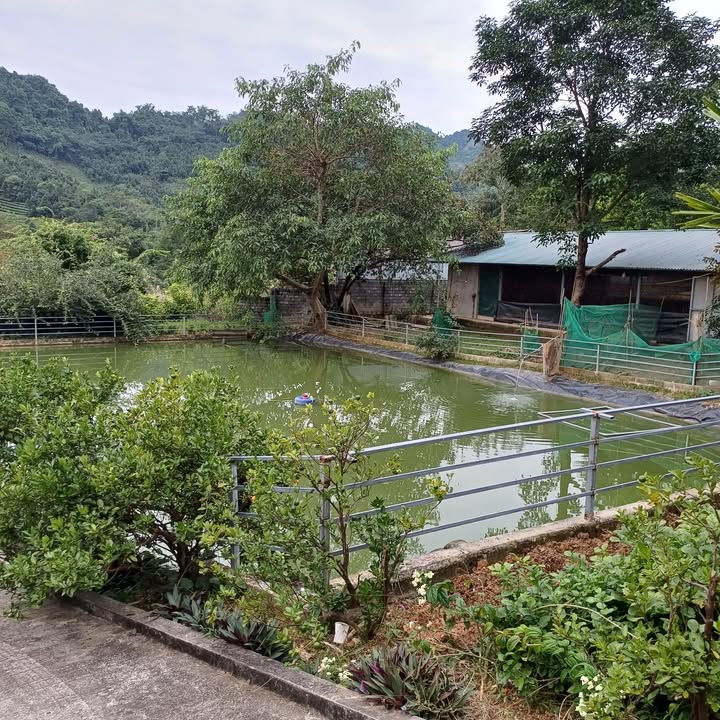 Trang trại Bảo Thắng Lào Cai 1,1ha giá 3 tỷ - Cơ sở vật chất đầy đủ