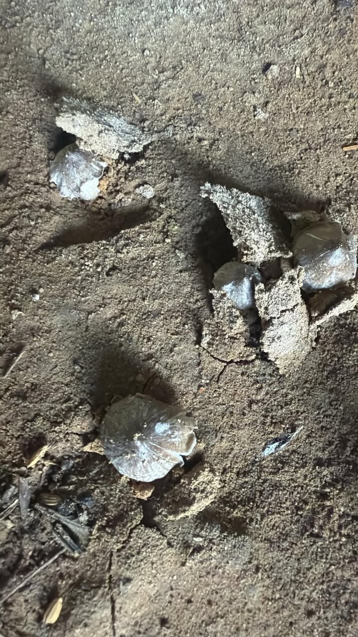 Đất nền khu phố 4, phường Tân Định, Bến Cát 300m² giá 2 tỷ - Xây dựng tự do!