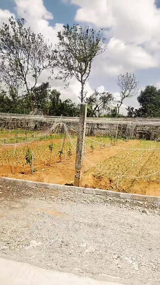 Đất nền Quỳnh Liên Hoàng Mai 156m² giá thỏa thuận - Cơ hội đầu tư tuyệt vời!