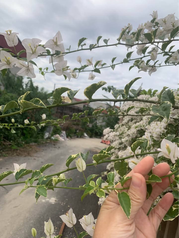 Đất nền Nam Sơn, Bắc Ninh 99m² giá 3 tỷ - Cơ hội đầu tư sinh lời!