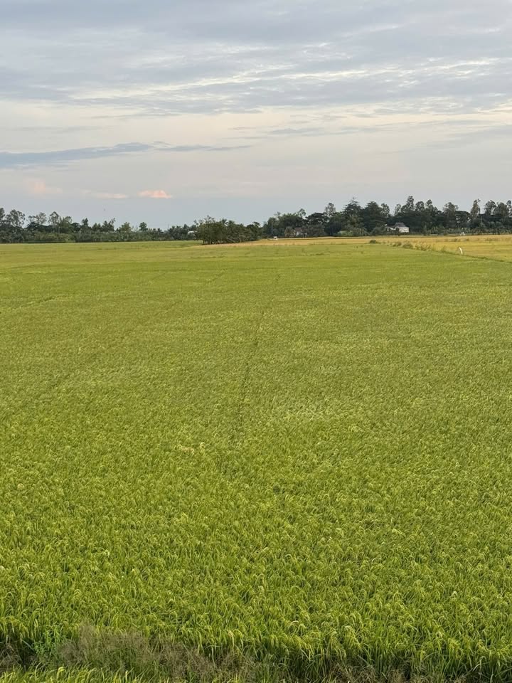 Đất ruộng Tân Châu An Giang 2500m² giá chỉ 1xx triệu - Đầu tư sinh lời!