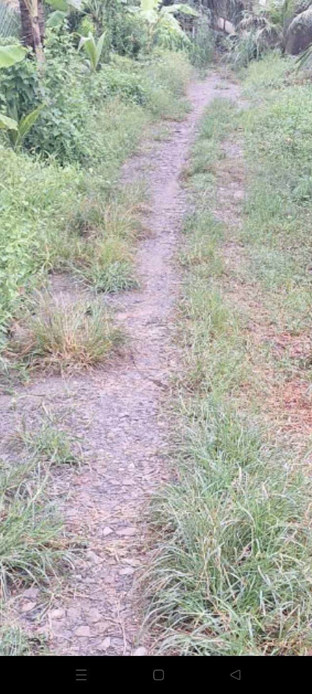 Farm đất vườn dừa Giồng Trôm 16,920m² giá 470 triệu - Cơ hội đầu tư lý tưởng!