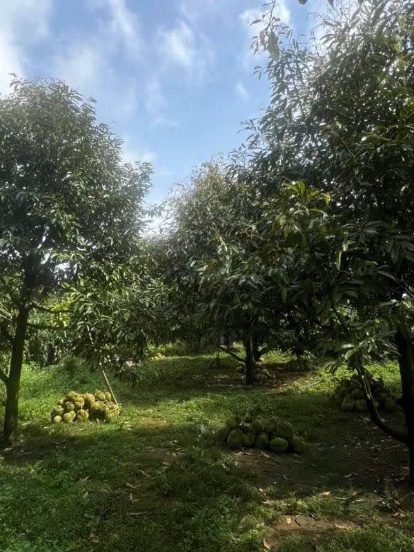 Đất vườn sầu riêng 7000m² giá 2.2 tỷ - Sổ đỏ chính chủ