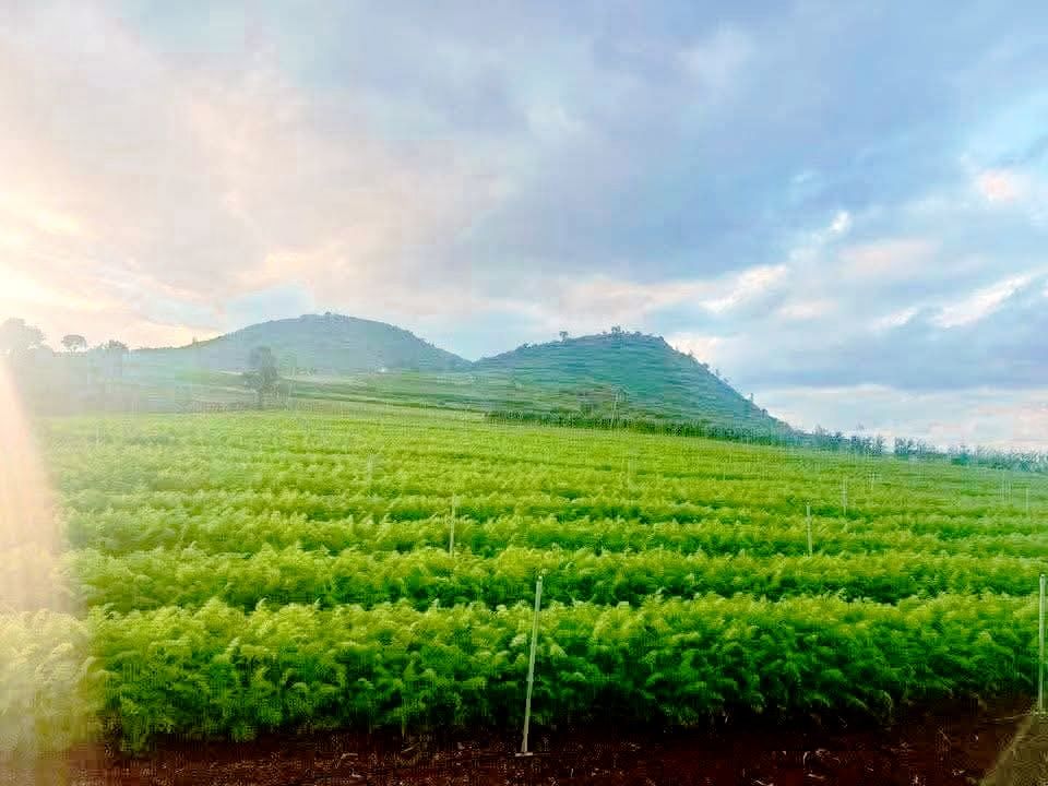 Đất nền Phú Hội Đức Trọng 2000m² giá chỉ 1.75 tỷ - Mặt tiền đường rộng 40m!