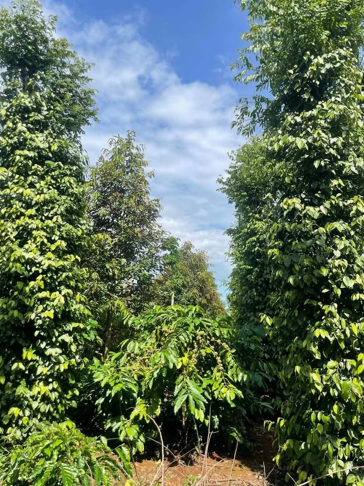 Đất nền Ea Tiêu 10.000m² giá 504 triệu - Cơ hội đầu tư hấp dẫn!