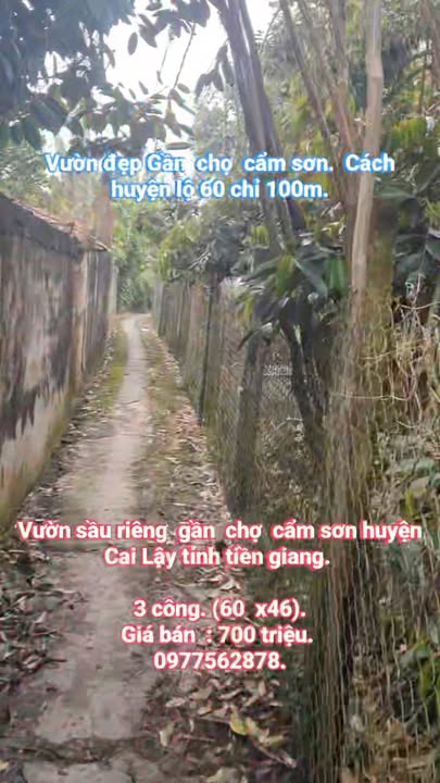 Đất vườn sầu riêng Cẩm Sơn Cai Lậy 3000m² giá 2.1 tỷ - Cơ hội đầu tư tuyệt vời!