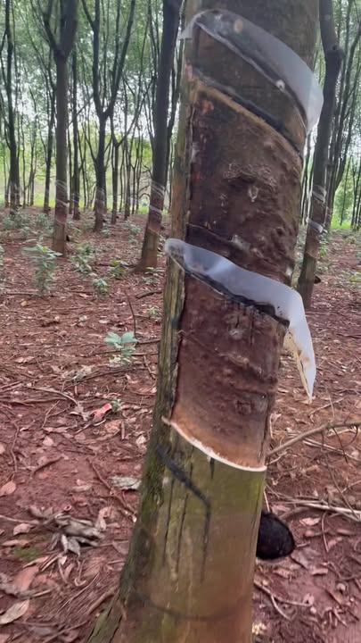 Đất nền Phước Bình, Long Thành 10.000m² giá 1.83 tỷ - Sổ đỏ chính chủ, đầu tư sinh lời!