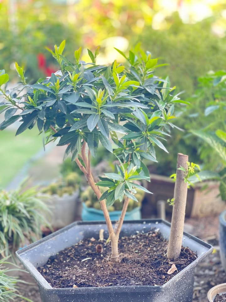 Đất thổ cư 100m² tại Giang Điền, Trảng Bom, Đồng Nai - Giá chỉ 700 triệu, công chứng ngay!