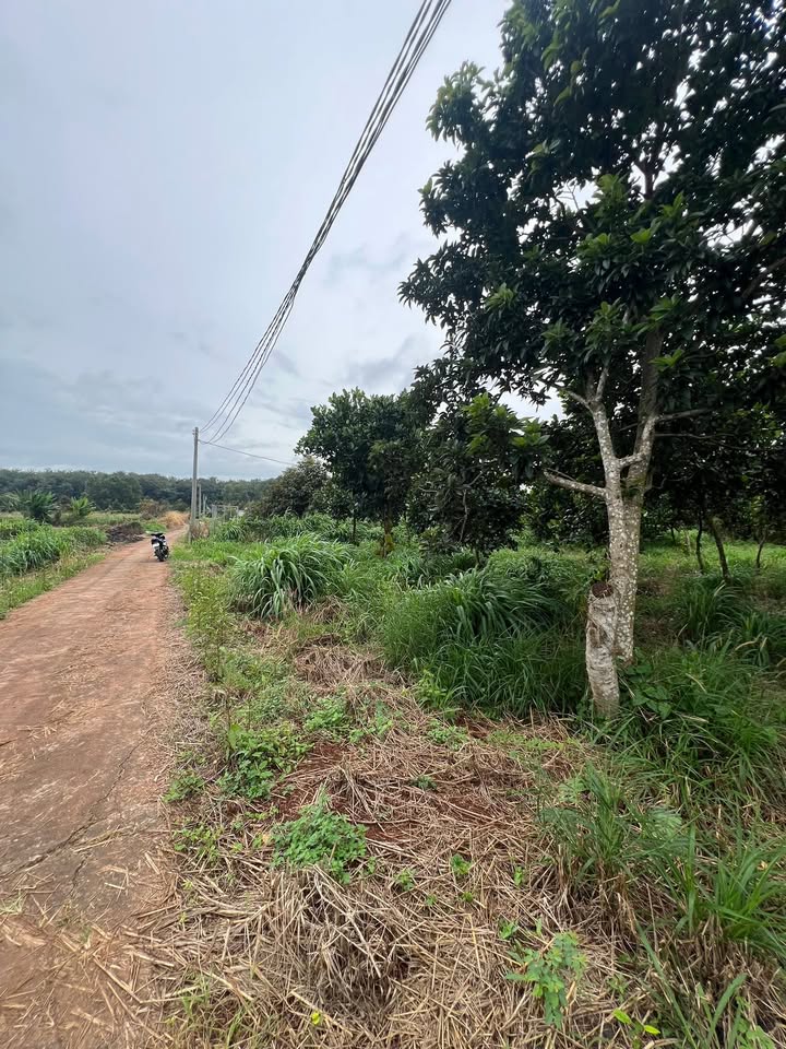 Đất nền xã Xuân Tây, Cẩm Mỹ 3600m² giá 650 triệu - Sổ hồng chính chủ!