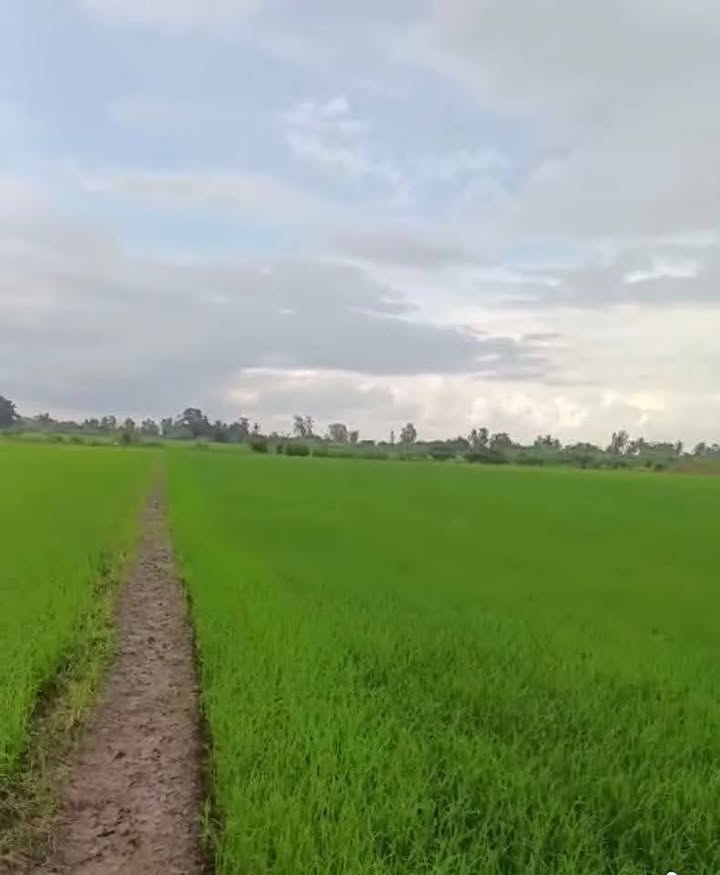 Đất thổ cư 5000m² tại Phước Trung, Gò Công Đông - Giá chỉ 700 triệu!