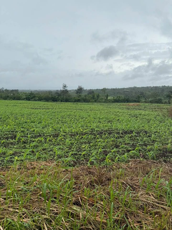 Đất Ea Drông, Buôn Hồ 4,6 sào giá thỏa thuận - Cơ hội đầu tư tốt!