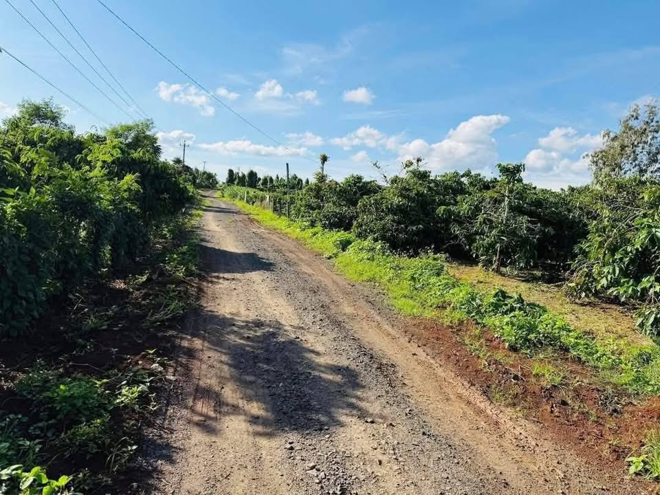 Đất thổ cư Ea Drông Buôn Hồ 3348m² giá 1.69 tỷ - Đường ô tô vào tận nơi!