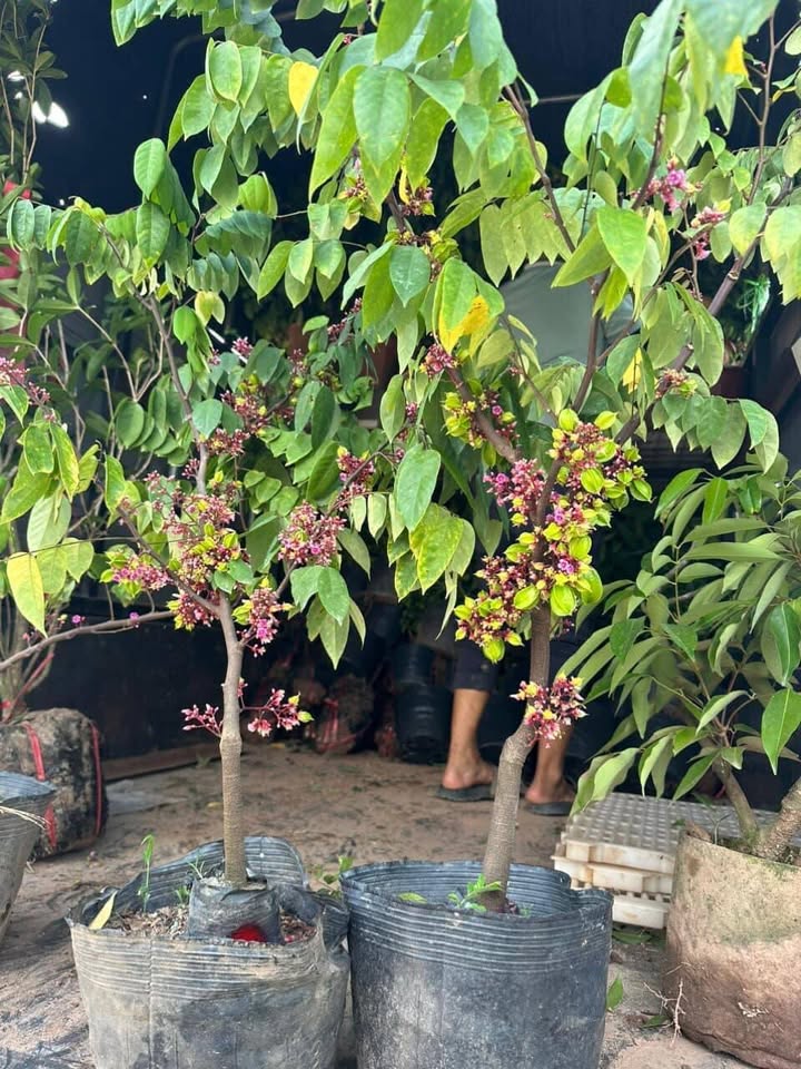 Đất mặt tiền Cẩm Thanh 145m² giá 3.045 tỷ - Sẵn sàng đầu tư kinh doanh!