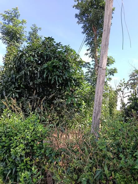 Đất nền Đá Bạc Châu Đức 490m² giá 1.29 tỷ - Cơ hội đầu tư tuyệt vời!