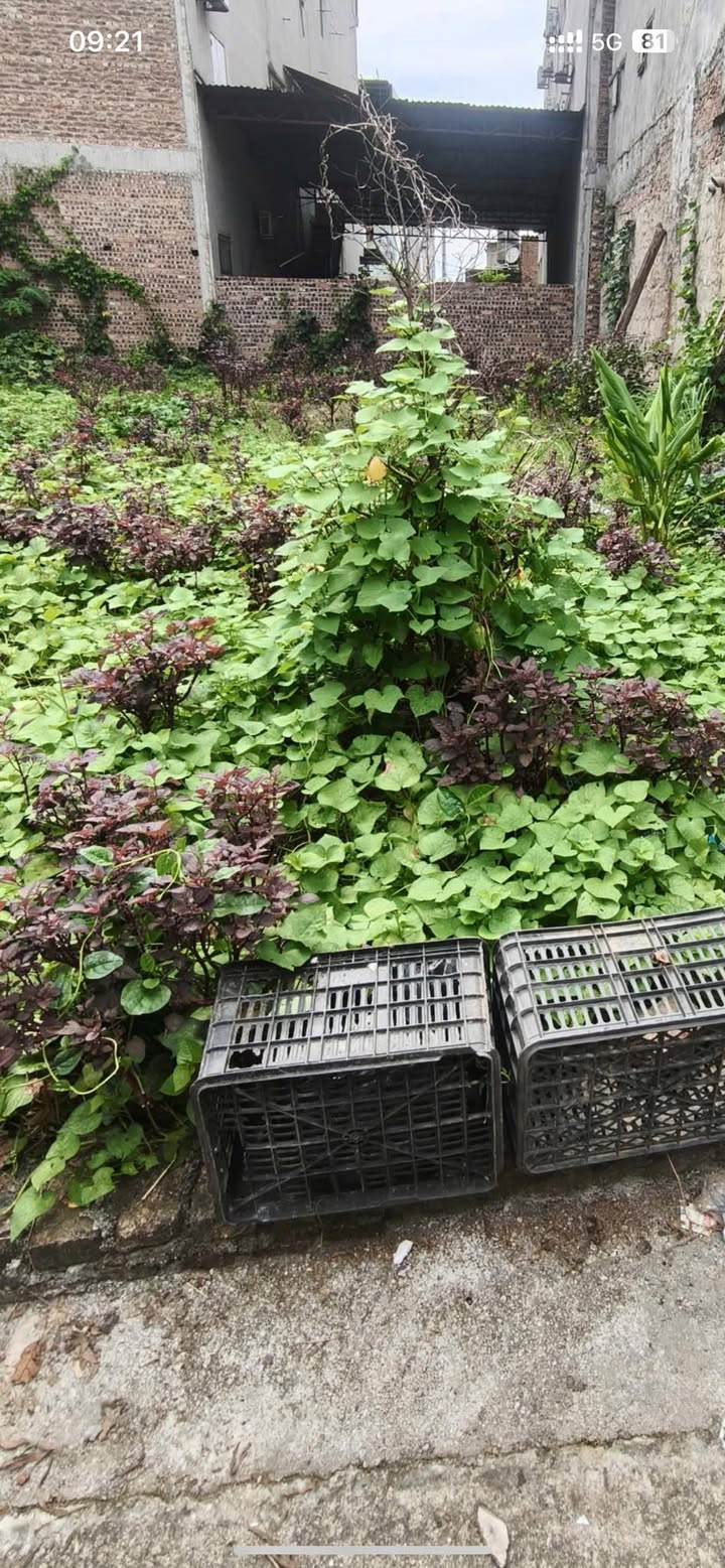 Đất nền thôn Mẫn Xá, xã Long Châu, huyện Yên Phong, 98m² chỉ 1.3 tỷ - Sổ đỏ trao tay!